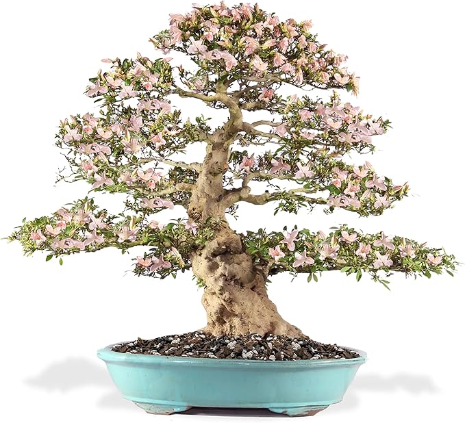 Premium Bonsai Soil All Purpose Fast Draining Mix - Pumice Lava Calcined Clay and Pine Bark Potting Pre Mixed Bonsai Plant Soil Mixture by GARDENERA - Made in USA - (3 Quart Bag)