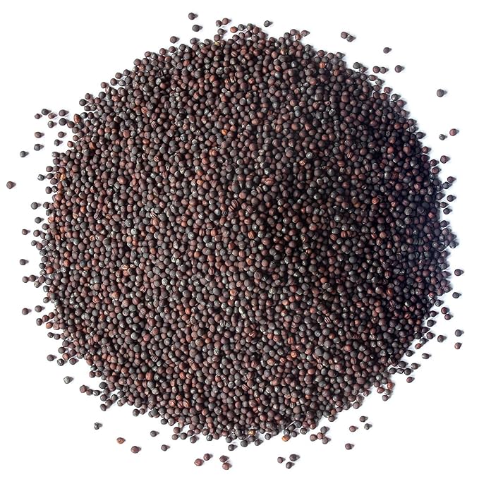 Food to Live Organic Broccoli Seeds for Sprouting 10 Pounds – Non-GMO Vegan Kosher Sirtfood Bulk. Rich in Sulforaphane Vitamin C. Grow Sprouts Microgreens for Salads and Sandwiches