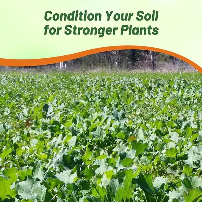 Outsidepride Bayou Kale Seeds - 5 lb. Annual Versatile &amp Cold-Tolerant Cover Crop Seeds for Planting Large Resilient Foliage for Livestock Grazing Erosion Control &amp Easy Growth