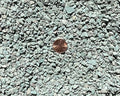 Natural Green Zeolite for Cactus &amp Succulent Bonsai Soil Mix - Clinoptilolite -qln