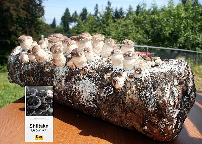 Root Mushroom Farm-Shiitake Grow Kit