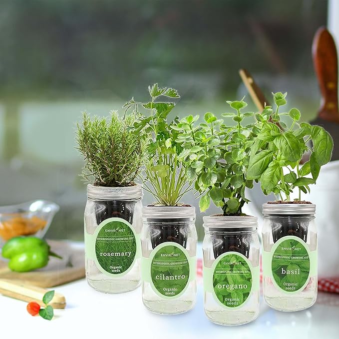 Hydroponic Mason Jar Organic Herb Seed Starter Kits - Mediterranean Herb Mix Growing Kits Windowsill Herb Garden Gardening Gift (Rosemary Cilantro Oregano Basil)