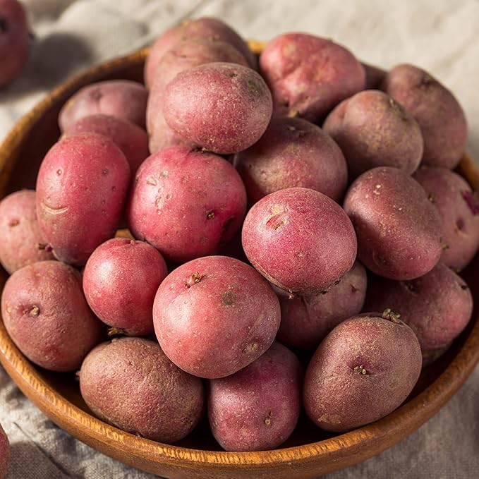 Garden State Bulb Red Norland Seed Potatoes for Planting Non-GMO (5LB Bag)