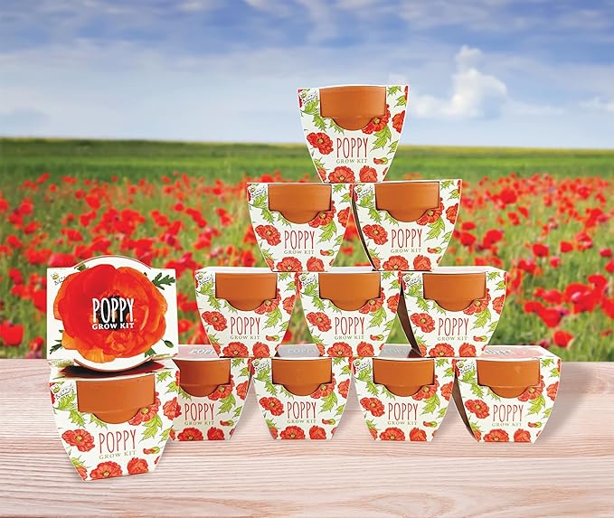BUZZY Seeds 12-Pack Poppy Grow Kit – Mini Terracotta Pots with Poppy Seeds and Growing Medium – Bulk Gardening Gifts Wedding Favors Classroom Activities and Party Favor Flower Kits
