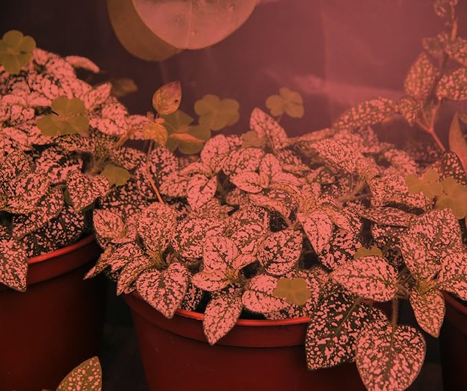 Miracle LED Greenhouse in a Box Grow Kit for Indoor Plants - Includes 4 Ultra Grow Red 150W Replacement Grow Light Bulbs &amp 1 4-Socket Corded Light Fixture