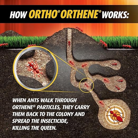 Ortho Orthene Fire Ant Killer – 12 oz – Outdoor Powder Kills Queen &amp Colony – Fast Lawn &amp Garden Treatment – No Watering Required (1)