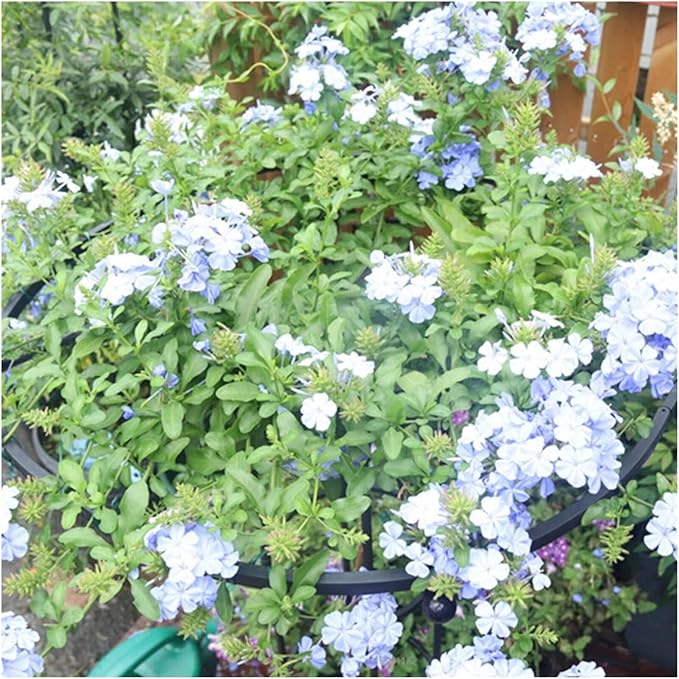 Tower Obelisk Garden Trellis Tall Metal Support Garden Frame Trellis for Indoor/Outdoor Climbing Vines and Flowers(White180cm)