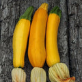 Eden Brothers Squash (Summer) Seeds - Golden Zucchini Non-GMO Seeds for Planting 1/4 lb | Low-Maintenance Vegetable Seeds Plant During Warm Season Zones 10 3 4 5 6 7 8 9
