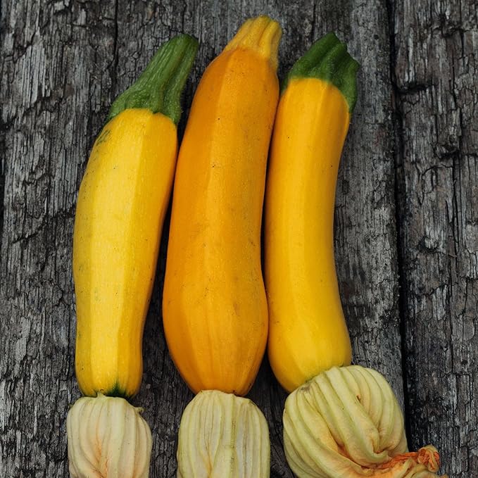 Eden Brothers Squash (Summer) Seeds - Golden Zucchini Non-GMO Seeds for Planting 1/4 lb | Low-Maintenance Vegetable Seeds Plant During Warm Season Zones 10 3 4 5 6 7 8 9