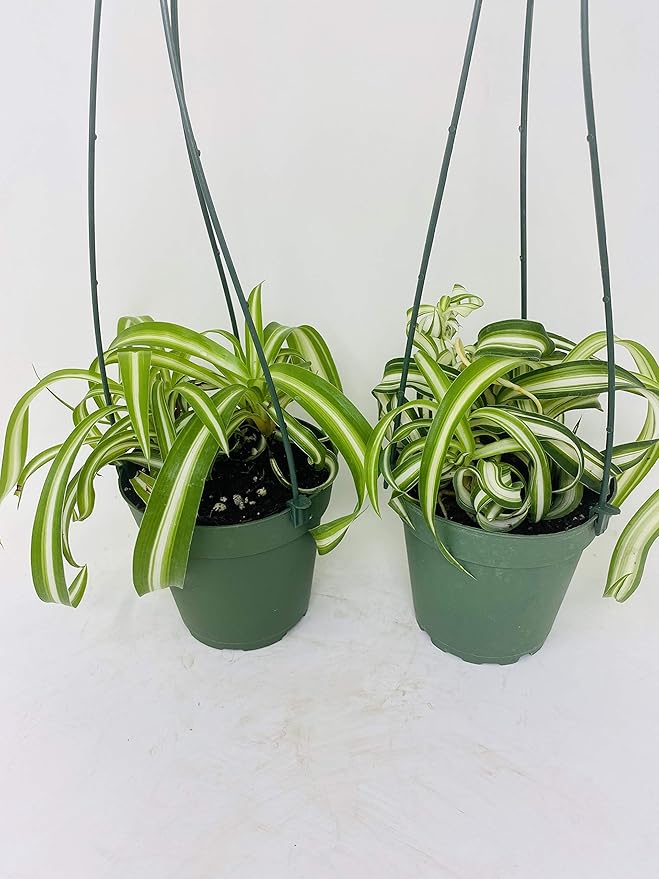 *Two Bonnie Curly Spider Plant Easy Cleans the Air - 4 Pot- Unique From Jmbamboo