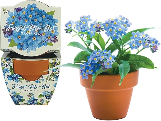 BUZZY Seeds Mini Terracotta Pots 12-Pack Daydream Forget-Me-Not Flowers All-in-One Seed Starter Kits Indoor Outdoor Gardening Gift Wedding Favors Seeds for Planting Flowers