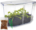 Double Venus Fly Trap Live Plant Set with Terrarium + Carnivorous Plants Food Bundle with Feeding Tweezers - Carnivorous Plant Soil and Live Indoor Venus Flytrap Pair