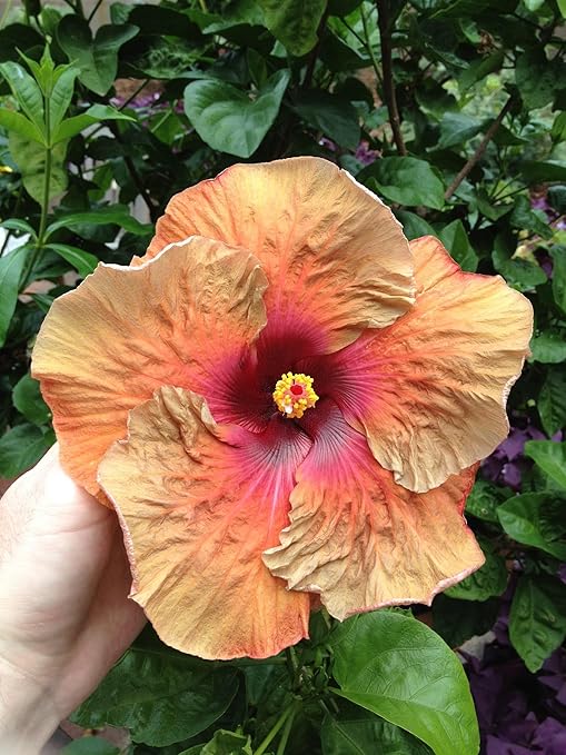 Peters Professional Bloom Booster 10-30-20 3 pounds. Water Soluble Fertilizer with Micronutrients.
