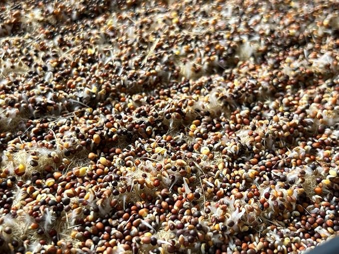 All-Natural Hemp Mat for Growing Microgreens 10 x 20 – Water Retention High Germination Ideal for Microgreens Sprouts &amp Wheatgrass – Premium Hemp Fiber Grow Pads for Optimal Plant Health(10 P