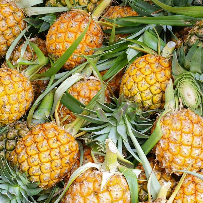 2 Elite Gold Pineapple Plants Pineapple Plants Live for Planting Sweet Pineapple Starters Plant for Home Garden and Containers