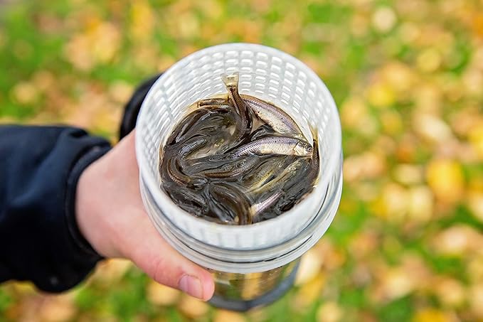 35 Live Bait Container Clear