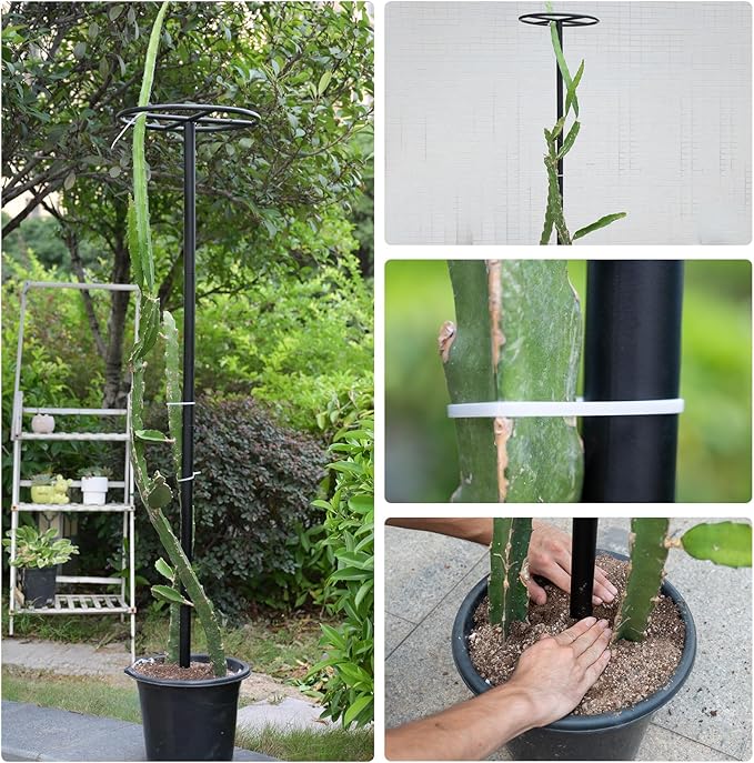60-Inch Dragon Fruit Trellis - 2 Durable Metal Supports for Climbing Plants Easy to Assemble Outdoor Garden Trellis for Dragon Fruit Enthusiasts