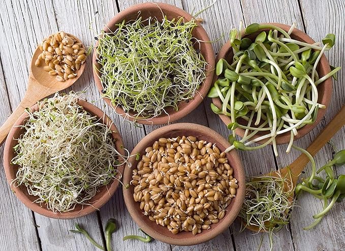 Handy Pantry Organic Sprouting Seed Assortments - Microgreens Sprout Seeds Variety Pack (12 Pack - Premeasured)