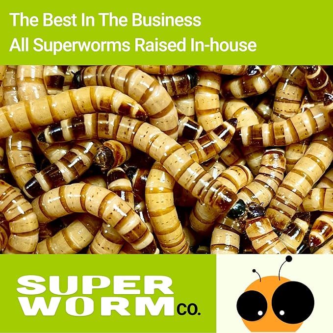 Live Superworms - 250 Large 1.75- 2+ - Live Arrival Guaranteed (Hold for Pickup)