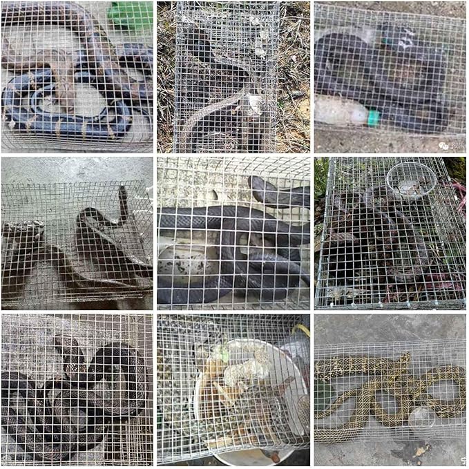 AmazingTraps The Amazing Humane Snake Trap - Catches and Release All Kinds of Snakes - Reusable!