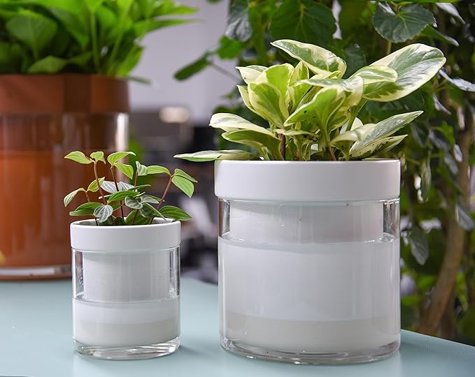 Phoenix Vine 6 Inch 4 Inch Self Watering Planter White Terracotta Clay Pots with Glass Reservoir for Indoor Plants Herbs Flowers 52-B-G-46