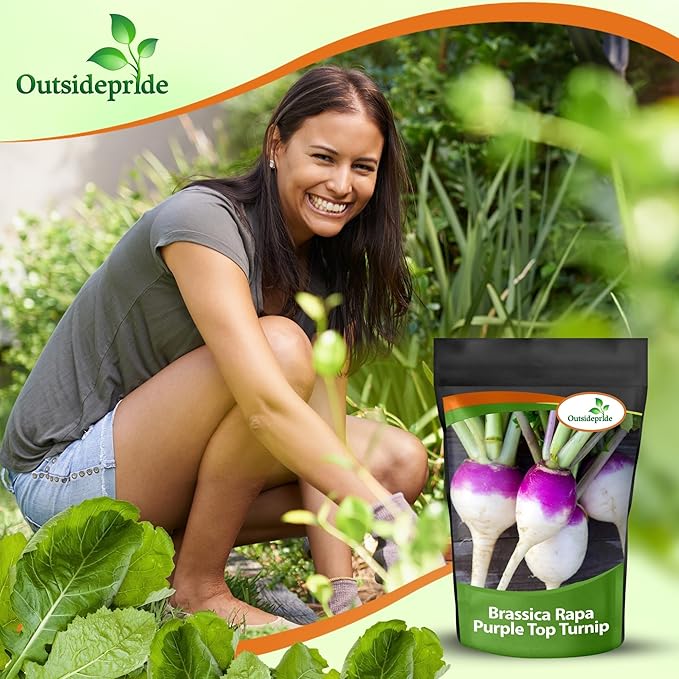 Outsidepride Purple Top Turnip Seeds - 10 Lbs High-Yield High Protein Turnip Seed Ideal Cover Crop for Forage Grazing Livestock High Energy Deer Food Plot &amp Soil Improvement
