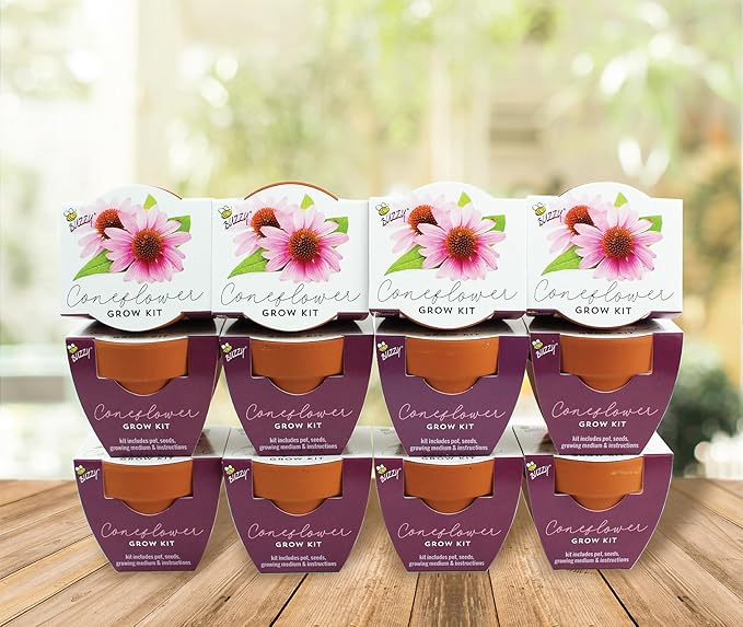 BUZZY Seeds Coneflower Mini Grow Pots 12-Pack – Terracotta Flower Starter Kit DIY Gardening Project Indoor-Outdoor Plant Gift