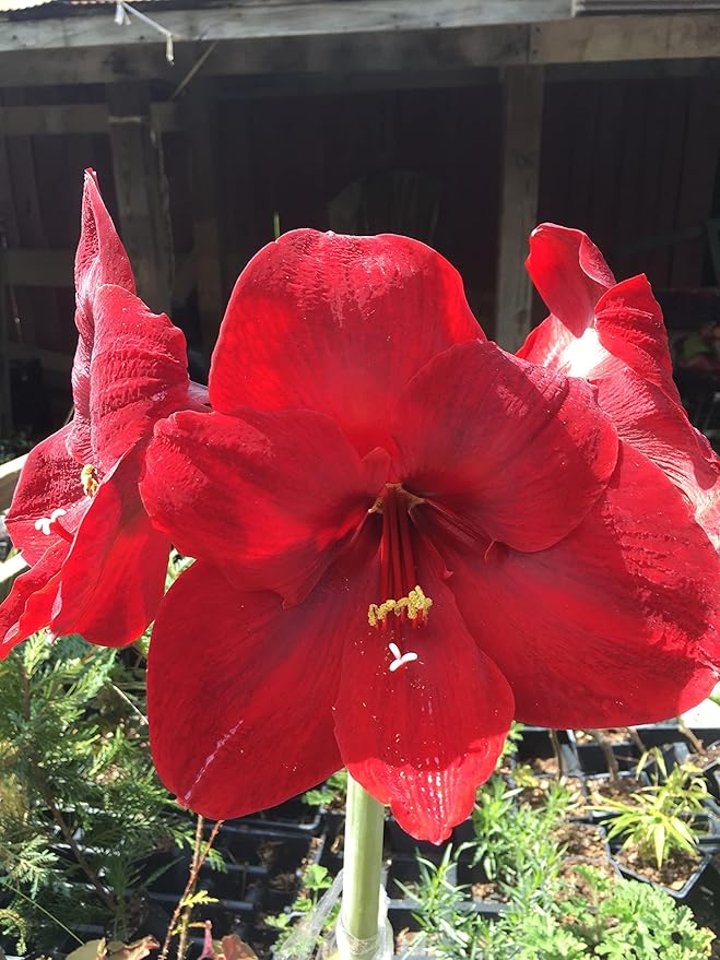 Rustic Tin Red Lion Amaryllis Holiday Gift Growing Kit Deluxe Edition. Includes a Rustic Silver Pot 1 Large Bulb a Burlap Gift Bag and Professional Growing Medium