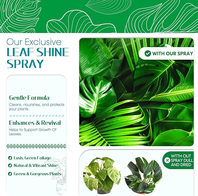Leaf Shine Spray - Ready-to-Use Gloss &amp Polish for Indoor Plants Instant Glow Leaf Cleaner for Indoor Plants Ideal for Fiddle Leaf Fig Ficus Audrey Monstera and More - 16.91 OZ