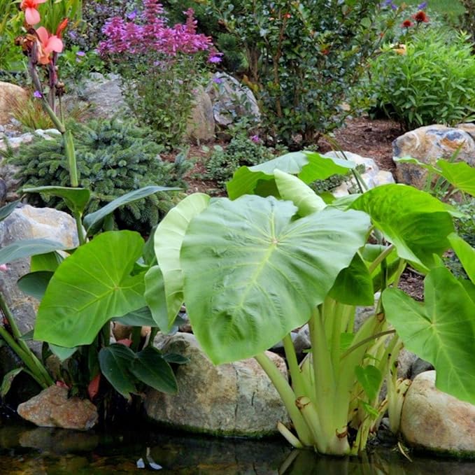 Chalily Aquatic Gold Soil Perfect for Water Lilies Lotus and All Aquatic Plants Packed with Nutrients Aquatic Soil is Great for Pond Plants 16 quarts