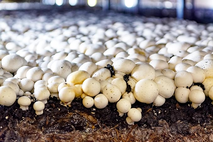 Miracle LED Shroom Grow Indoor LED Grow Bulbs for Oyster Shiitake Lions Mane Mushrooms ect. with 6.5K MINI Full Spectrum Replace 60W LED Grow Bulbs (4-Pack)