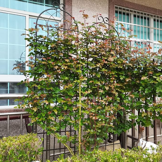 4 Pack Metal Garden Trellis 86.7 x 19.7 Climbing Rose Trellis Outdoor Trellis Trellis for Climbing Plants Trellis Rustproof Trellis for Roses Decorative Trellis
