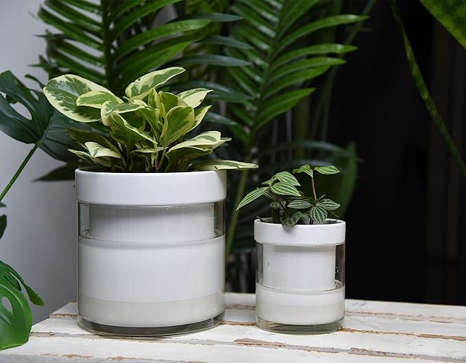 Phoenix Vine 6 Inch 4 Inch Self Watering Planter White Terracotta Clay Pots with Glass Reservoir for Indoor Plants Herbs Flowers 52-B-G-46