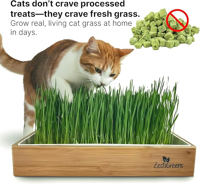 Self-Watering Cat Grass Kit – Grow Fresh Living Cat Grass at Home in 5–7 Days | No Soil No Mess | Organic Wheatgrass Seeds | Large Reusable Indoor Tray