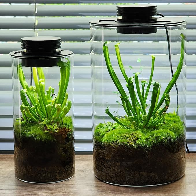Glass Terrarium Plant Growing Lamp for Vases Up to 4 Inches in Diameter Light with Timer Auto On/Off Indoor Plant Growth Succulent Miniature Gardening Landscape (5W 4IN)