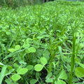 Peas Oats Vetch Garden Cover Crop Mix Seeds for Planting - 5 lb Jug - Improves Soil Health Weed Suppression Nitrogen Fixation Increases Biomass