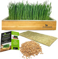Self-Watering Cat Grass Kit – Grow Fresh Living Cat Grass at Home in 5–7 Days | No Soil No Mess | Organic Wheatgrass Seeds | Large Reusable Indoor Tray