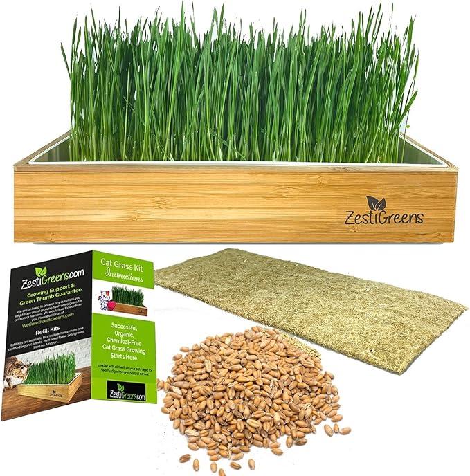 Self-Watering Cat Grass Kit – Grow Fresh Living Cat Grass at Home in 5–7 Days | No Soil No Mess | Organic Wheatgrass Seeds | Large Reusable Indoor Tray