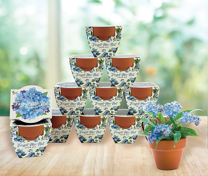 BUZZY Seeds Mini Terracotta Pots 12-Pack Daydream Forget-Me-Not Flowers All-in-One Seed Starter Kits Indoor Outdoor Gardening Gift Wedding Favors Seeds for Planting Flowers