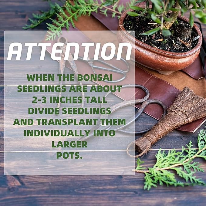 5 Bonsai Tree Kit Complete Plant Growing Tools Grow in Pot Indoor Bonsai Tree Starter Kit Great Home Gardening Potted Plants DIY Gift for Adults