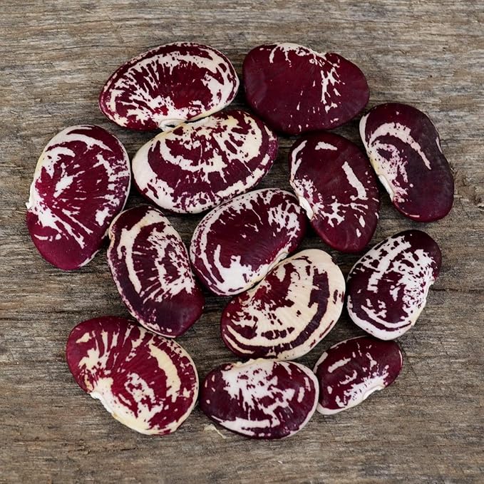 Christmas Speckled Lima Bean - 8oz Bulk (~200 Seeds) - Heirloom Butter Bean Variety USA-Grown Non-GMO Butterbean Seeds for Planting Outdoors in The Home Garden Thresh Seed Company