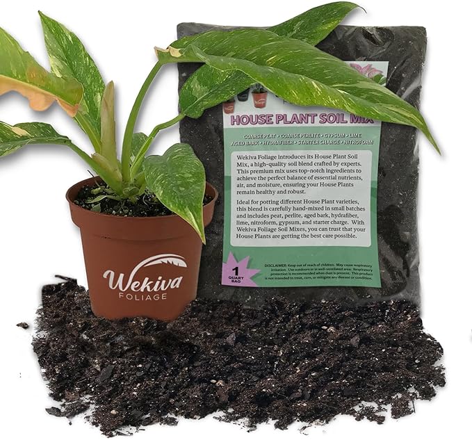 Philodendron Ring of Fire and Soil Mix Combo - Live Plant in a 4 Inch Pot with 1 Quart HousePlant Soil Mix - Philodendron Wendlandii x P. Tortum with Custom Soil Blend