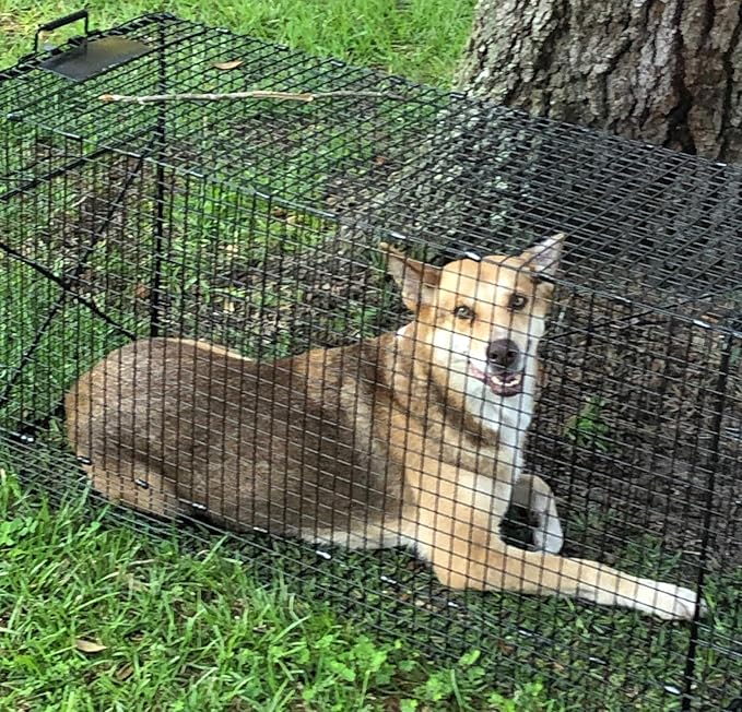 Humane Way Folding 50 Inch Live Humane Animal Trap - Safe Traps for All Animals - Dogs Raccoons Cats Groundhogs Opossums Coyote Bobcat - 50x20x26