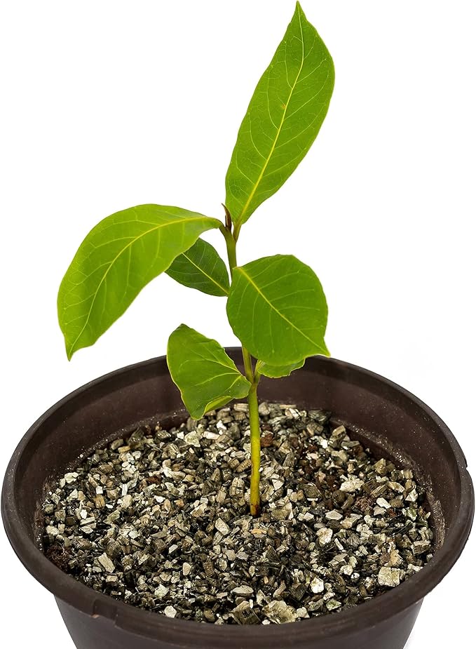 Horticultural Organic Vermiculite by GARDENERA - Medium Grade - Natural Soil Additive for Potted Plants - Orchids - Hydroponics - Terrariums (8 QT) - Set of 3