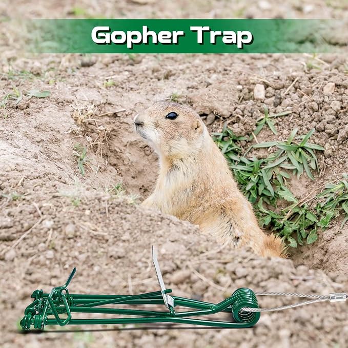 Qualirey 4 Pcs Gopher Trap with Chain Mole Vole Trap Gopher Killer Stainless Steel Weather Resistant for Lawn Garden Farm Outdoor (Green)
