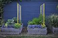 Seattle Urban Farm Company - Freyr Trellis - Vegetable Garden Trellis for Tomatoes Cucumbers Beans Peas and More