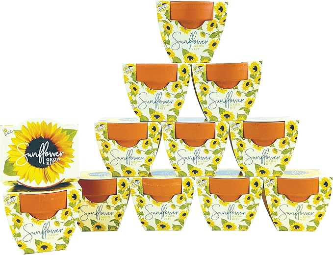 BUZZY Seeds All-in-One Sunflower Mini Terracotta Pot Grow Kits 12-Pack Indoor Mini Garden Seed Starter Grow Your Own Vibrant Flowers DIY Plant Project Gardening Gift Party Favors