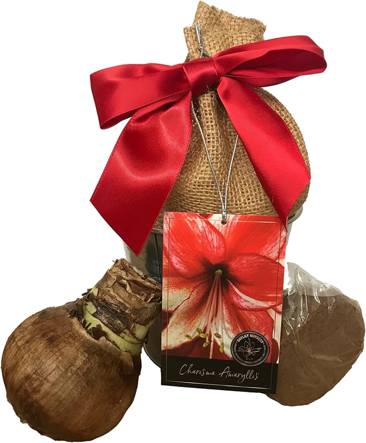 Tin Charisma Amaryllis Holiday Gift Growing Kit Deluxe Edition. Includes a Rustic Tin Pot a Large Charisma Bulb in a Burlap Bag with a Red Ribbon and Growing Medium