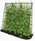 Cucumber Trellis - 49.4*49.4 Metal Garden Trellis for Climbing Plants Garden Trellis with Plastic-Coated Steel Pipe A Frame Trellis for Cucumbers Peas Morning Glories(Black)