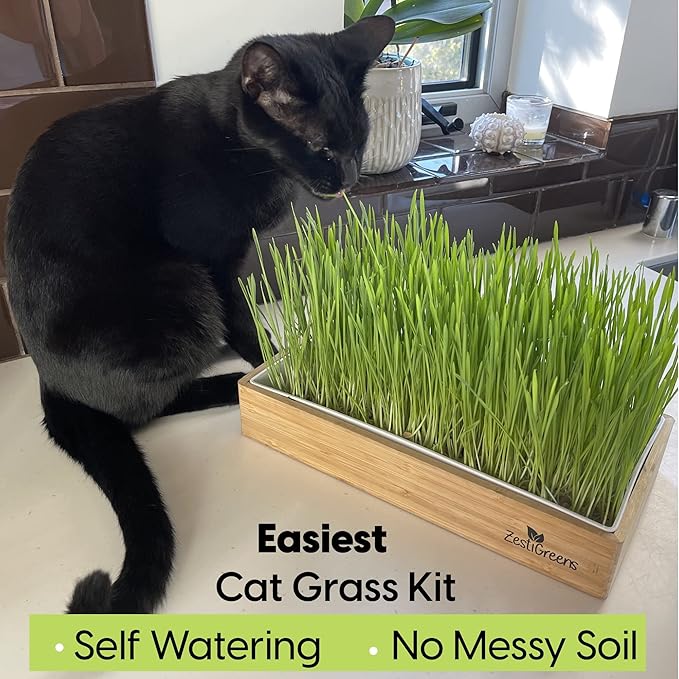 Self-Watering Cat Grass Kit – Grow Fresh Living Cat Grass at Home in 5–7 Days | No Soil No Mess | Organic Wheatgrass Seeds | Large Reusable Indoor Tray